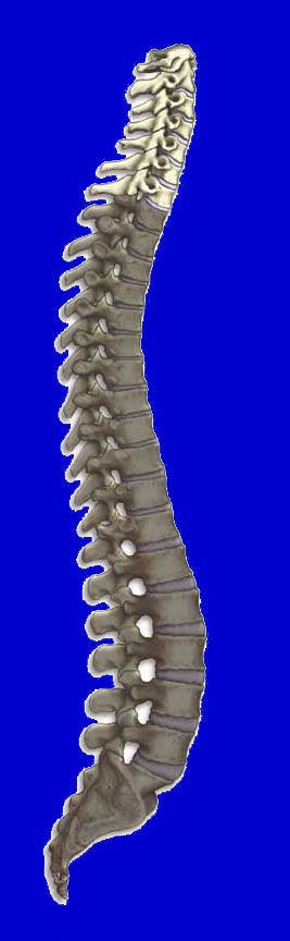 Spine